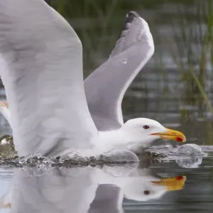 A gull swims in its colony on an island in a lake near the town of Vileika A gull swims in its colony on an island in a lake near the town of Vileika