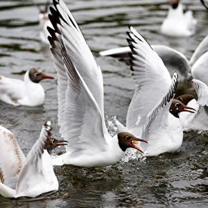 Gulls are fed in a river in a park in Minsk
