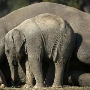 A one and a half months old baby elephant stands close to its mother as she lies down in
