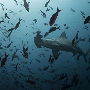 A hammerhead shark swims close to Wolf Island at Galapagos Marine Reserve