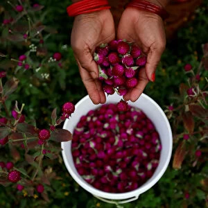 A hand of a woman is pictured as she collects globe amaranth flowers