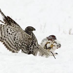 A hawk attacks a rabbit during an annual traditional hunting competition near the village