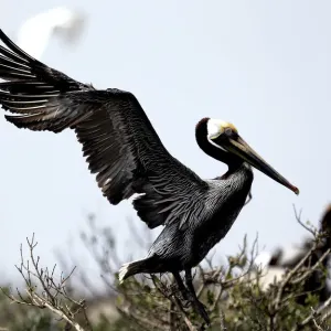 A healthy Brown Pelican spreads its wings at Cat Island in Barataria Bay near Myrtle Grove