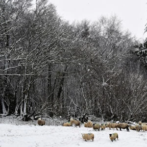 Heavy snow falls on sheep in the hills near Sennybridge