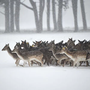 A herd of deer is seen traveling through heavy snow in woodlands in Dublin