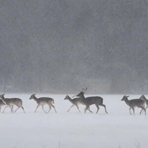 A herd of deer walks through woodlands during heavy snow in Dublin