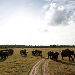 A herd of wild elephants is seen at Kaudulla national park in Habarana
