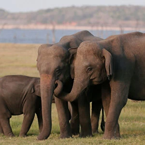 A herd of wild elephants is seen at Kaudulla national park in Habarana