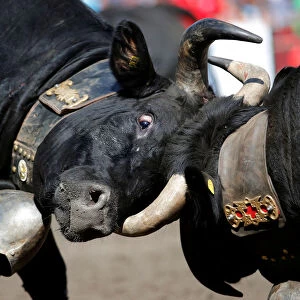 Two Herens cows lock horns during the qualification round of the annual Battle of the