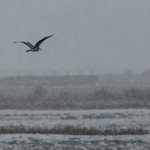 A Heron flies in the snow over Rainham Marshes