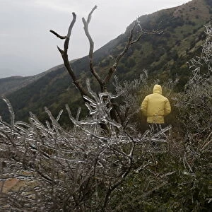 A hiker walks past icy plants under sub-zero temperatures at Tai Mo Shan