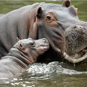 Hippopotamus opens its mouth nurses its seven-day-old baby hippo in Buenos Aires zoo