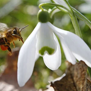 A honeybee approaches a snowdrop flower in Klosterneuburg on the first day of spring