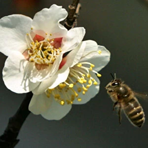 A honeybee hovers to collect nectar from blossoms of a Japanese plum tree in Tokyo