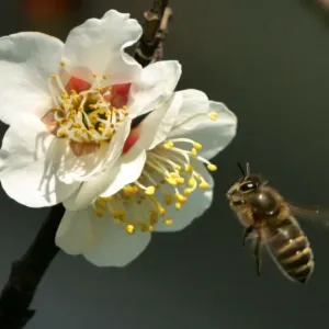 A honeybee hovers to collect nectar from blossoms of a Japanese plum tree in Tokyo