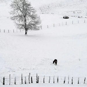 A horse looks for food in the pastures covered by the snow in Pajares