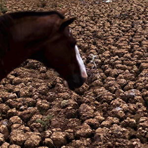 A horse is pictured in part of the Jaquari reservoir, during a drought in Vargem