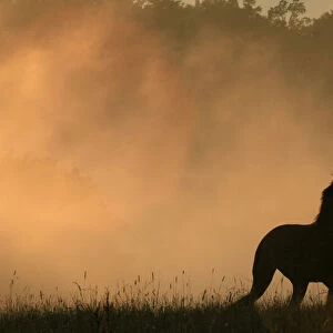 A horse runs in a meadow as the fog raises from a steaming forest during sunset after
