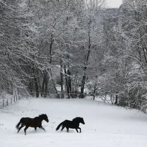 Horses run over snow covered field in Kaltenbach near Gummersbach Horses run over snow covered field in Kaltenbach near Gummersbach
