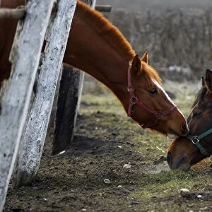 Horses are seen at an equestrian centre in Jucu village near Cluj-Napoca