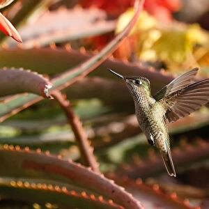 A humming bird flies at a public square in Vina del Mar