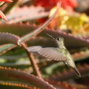 A humming bird flies at a public square in Vina del Mar A humming bird flies at a public square in Vina del Mar