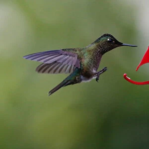 A humming bird is seen landing on a bird feeder at a public square in Santiago