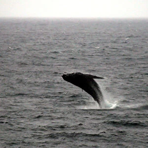 A humpback whale breaches off the coast at Clovelly Beach in Sydney