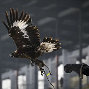 A hunter releases his tamed golden eagle during an annual hunters competition at Almaty