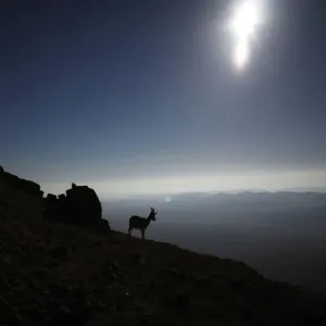 An ibex is silhouetted during sunrise in southern Israels Negev desert