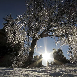 An ice encrusted tree glistens in the setting sun in Earl Bales Park following an ice