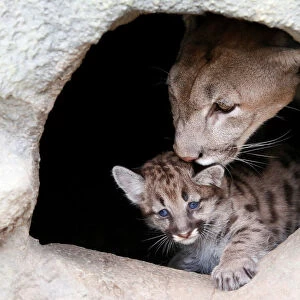 Ice, a four-year-old female North American cougar, licks its one-month-old cub