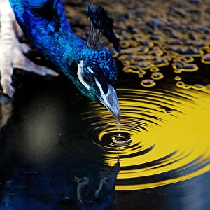 Indian peacock drinks from puddle as it roams in Sydneys Taronga Zoo