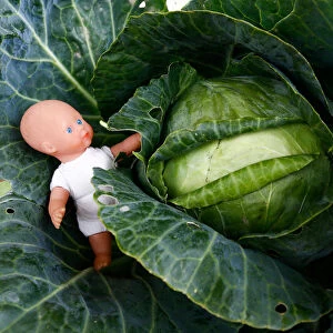 Installation of cabbage and baby doll is seen during the annual harvest festival