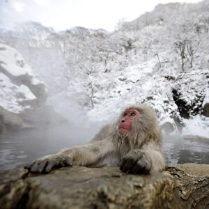 A Japanese Macaque soaks in a hot spring in Yamanouchi town