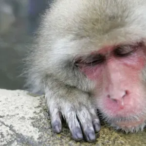 Japanese monkey bathes in a hot spring in Yamanouchi town, central Japan