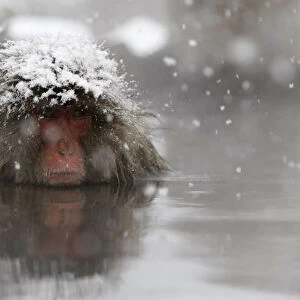 A Japanese monkey soaks in a hot spring in a snow-covered valley in Yamanouchi town