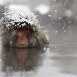 A Japanese monkey soaks in a hot spring in a snow-covered valley in Yamanouchi town