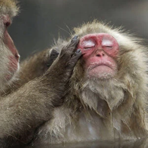 Japanese monkeys bathe at hot spring in Yamanouchi, central Japan