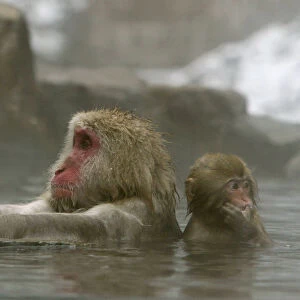 Japanese monkeys bathe in hot spring in Yamanouchi