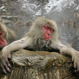 Japanese monkeys soak in hot spring in Yamanouchi