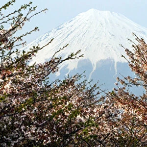 JAPANs MOUNT FUJI IS SEEN BEHIND CHERRY BLOSSOMS IN FUJI, JAPAN