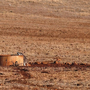 A kangaroo drinks from a water tank located in a drought-effected paddock on farmer