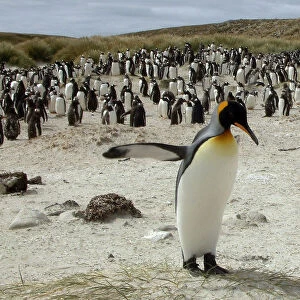 A King Penguin crosses in front of a flock of Gentoo Penguins near Port Stanley