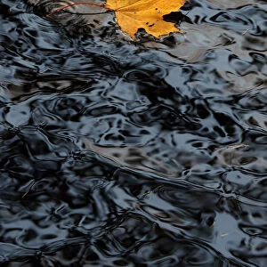 A leaf floats on a pond in the Kirov central park in St Petersburg