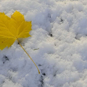 A leaf is seen on snow covered ground in Helmsley