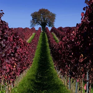 Leaves are coloured red in a vineyard near Ueberlingen
