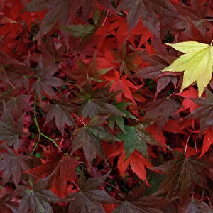 Leaves from a Japanese Maple are seen as they change colour in Autumn at The National