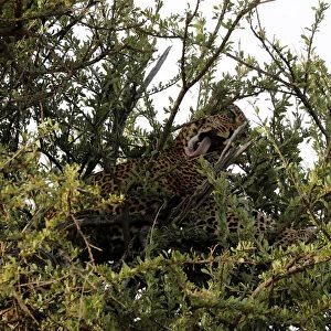 A leopard is seen after taking a kill to the top of a tree in the Msai Mara National
