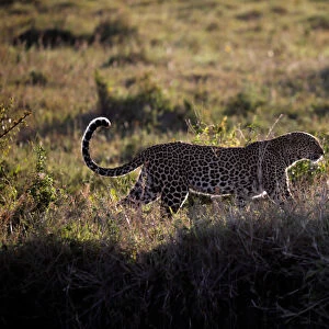 A leopard walks through the grass in the Msai Mara National Reserve